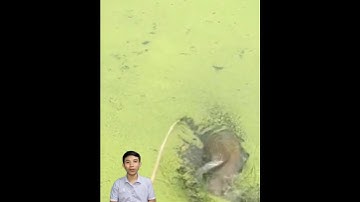 Câu cá khổng lồ lạc và cái ao sau nhà #cacconvat #docla #fishing