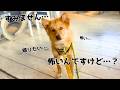 【野犬の子犬】お散歩練習と公園デビュー