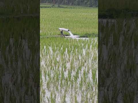 #🌾 Vivasayathoda Unmaiyana Azhagu! 🚜#
