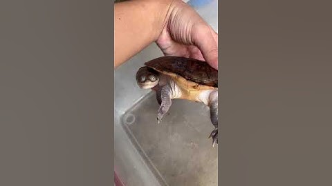 Nét Đẹp Của Rùa Cổ Rắn #turtle