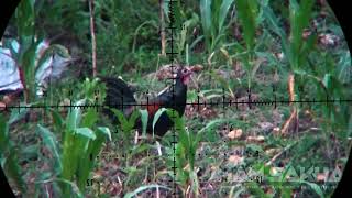 ayam hutan sangat melimpah di area sni gess