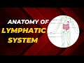 Understanding the Lymphatic System | Anatomy &amp; Functions Explained"