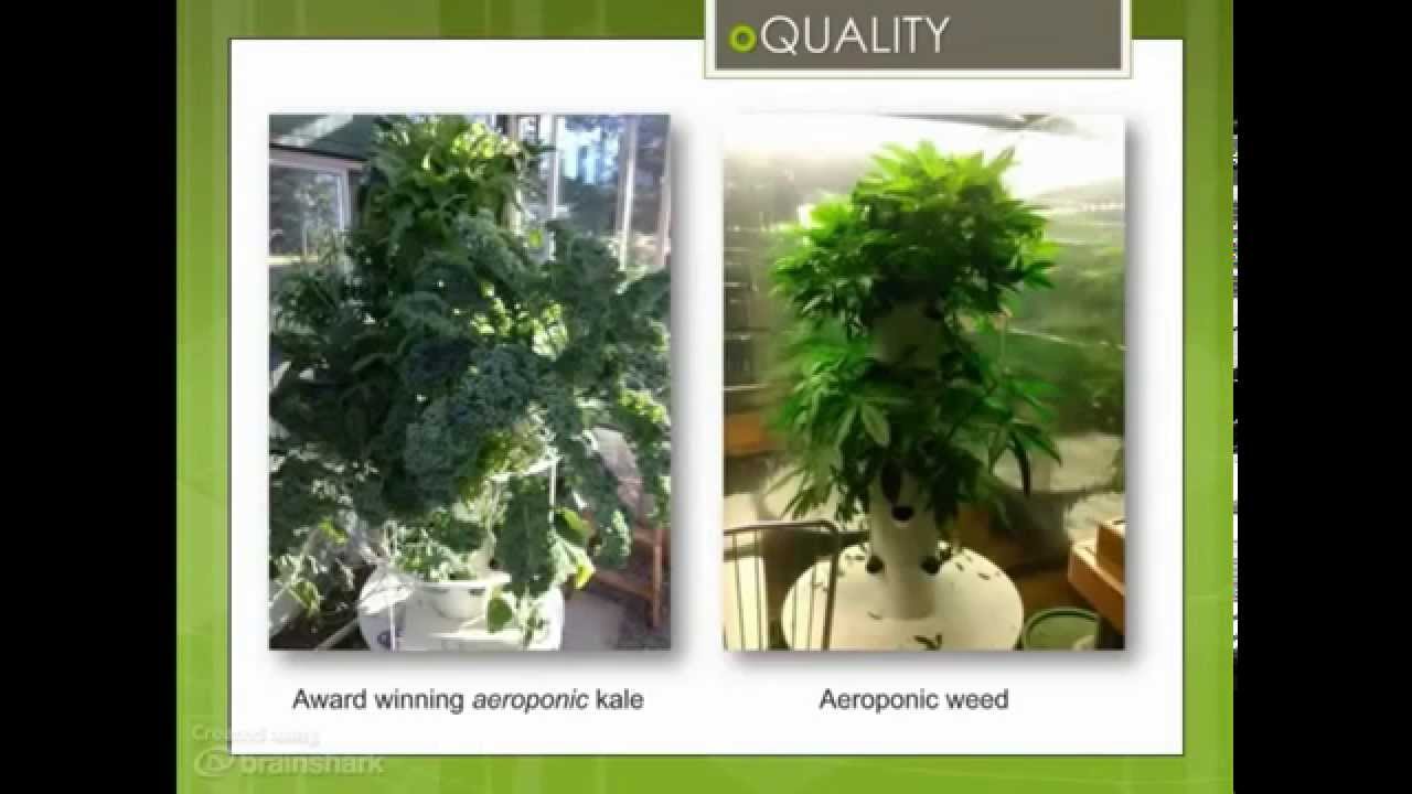 Aeroponic Cannabis