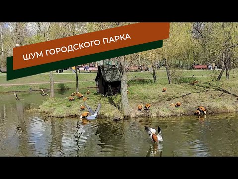 видео: Медитация и расслабление под шум городского парка. Звуки птиц - утки, голуби, чайки. Крики детей.