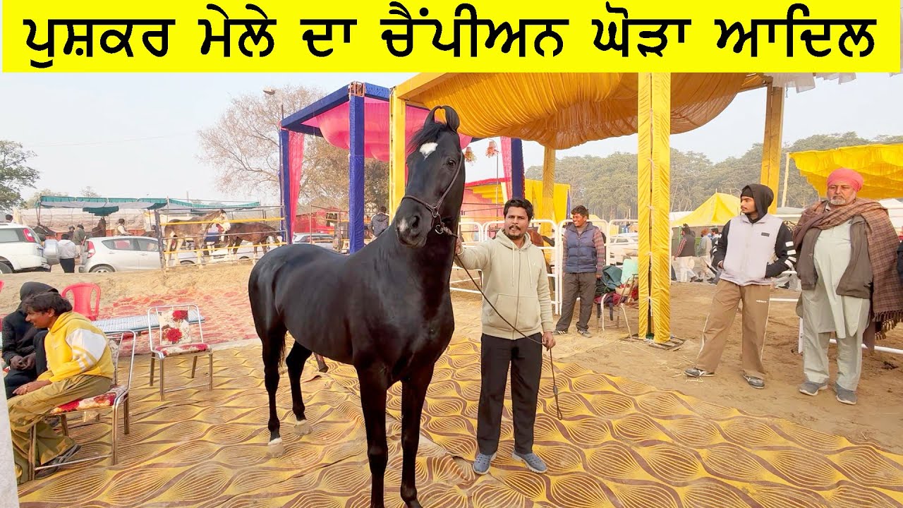 ਰੂਹ ਖੁਸ਼ ਹੋ ਜਾਊ ਆ ਘੋੜਾ ਦੇਖਕੇ ਰੱਬ ਨੇ ਕੋਈ ਕਮੀ ਹੀ ਨਹੀਂ ਛੱਡੀ ਇਹਦੇ ਵਿੱਚ 