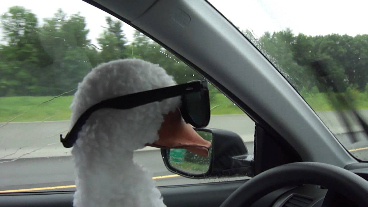 A Goose With Glasses Driving a Car, Car Auto Sun Shade, Windshield