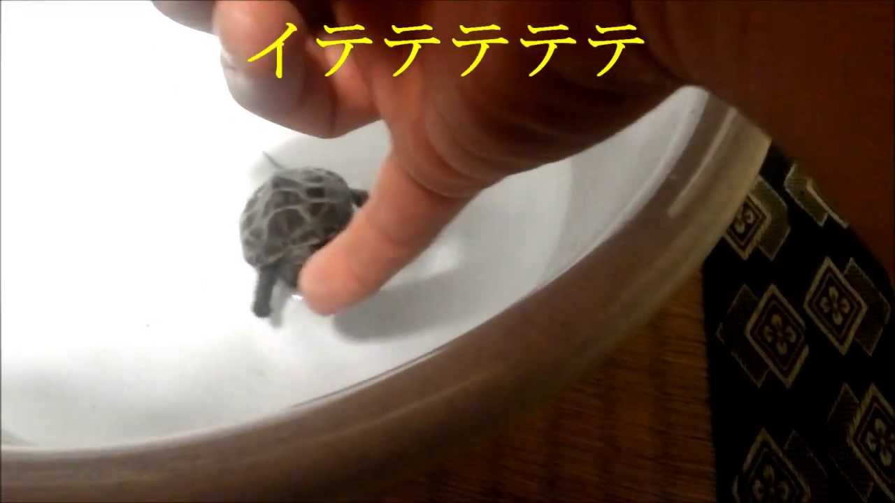 カメのなつかせ方 Turtle Youtube