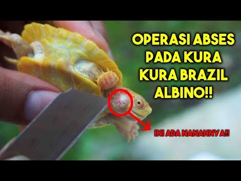 Video: Infeksi Telinga Pada Penyu - Infeksi Telinga Pada Kura-kura - Abses Aural Pada Reptil