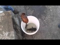Sharing Mink snatches catfish from fisherman's bucket (video) Love