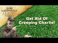 How To Get Rid Of Creeping Charlie, Ground Ivy In Lawn Part 1