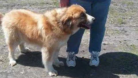 Darla - Martin County Humane Society