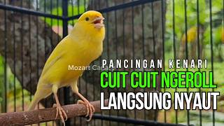Terapi Kenari Macet Bunyi: Pancingan Kenari Gacor Ngerek Paling Ampuh & Respon Cepat