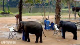 Шоу слонов в Thai Elephant Conservation Center Шоу слонов в Thai Elephant Conservation Center