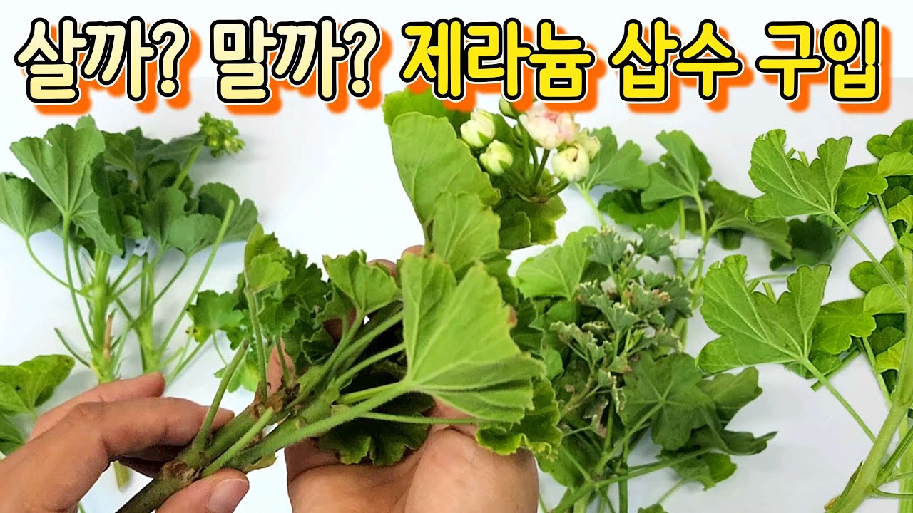 [4K] 제라늄 삽수로 구입할 때 주의할 점, 이 영상을 참고해 주세요! #제라늄 #pelargonium