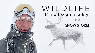 WILD REINDEER in a SNOW STORM  A Wildlife Photography Adventure