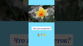 Как называется этот цветок? 🤔 #вопросы #цветы #эрудиция #эрудитплюс
