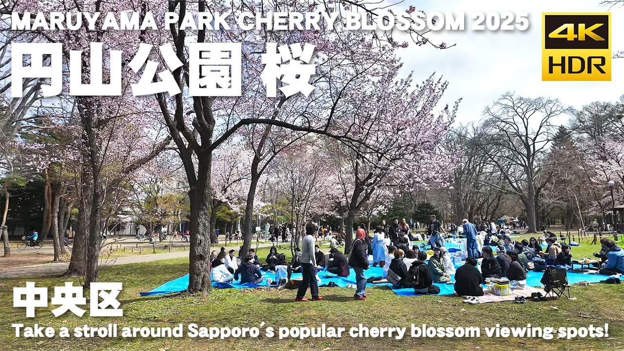 🇯🇵桜咲く 円山公園 春の散歩 2025 / 日本 北海道 札幌市 [4K HDR Binaural ASMR]