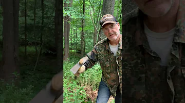 Jaký je dřišťál obecný?