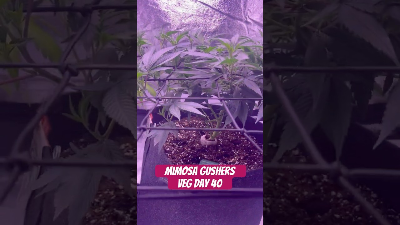 Mimosa Gushers Strain VEG Day 40 XXL LST Scrog  