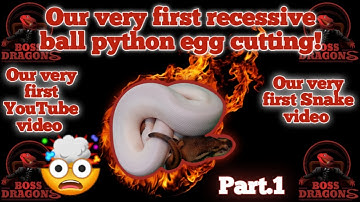 Ball python egg cutting.Our very first recessive piebald clutch. (Pt.1) Nov.17,2021