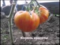 Обзор сортов томатов август 2012 г.