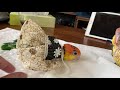 旅立ちの準備　シロハラインコ　いっちゃん　　〜旅立つ日が近づく〜
