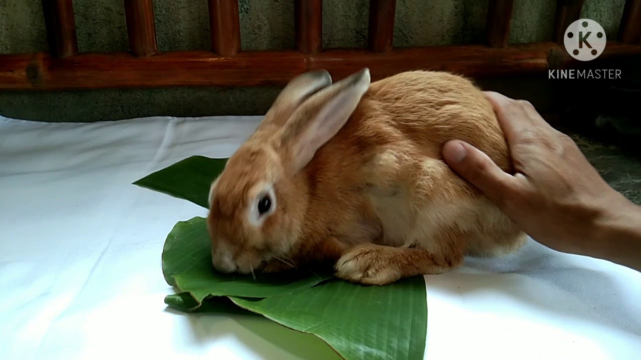 IVERMECTIN-GAMOT PARA SA MANGE OR SCABIES NG MGA RABBITS - YouTube