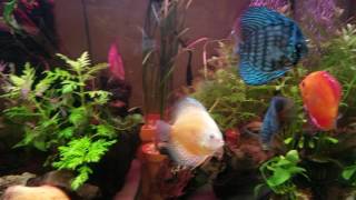 August 2016 75 G + 20 G sump DISCUS TANK