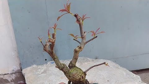 LÀM CHO CÂY LỘC VỪNG RA LÁ NON ĐÓN TẾT