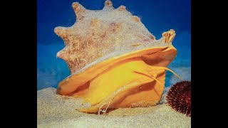 Helmet Conch "Hawaiian Helmet" eating Collector Urchin