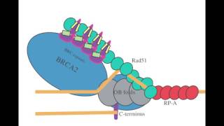 Unit7E DNA Mutation and Repair DS Break Repair and BRCA Genes