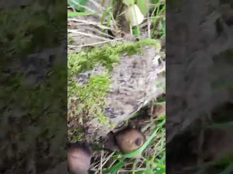 الفطر الاسود والابيض جميل ولكن سام يوميات ق6ر