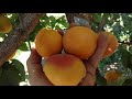 Абрикос Фаралия / Apricot Faralia/ Урожай 2020. Превосходный сорт. Отзыв и видео от Макси Сад