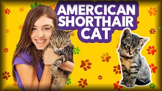 American Shorthair - Life With Cats - American Shorthair Cat Breed Personality & Traits
