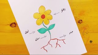 رسم اجزاء النبات | رسم اجزاء النباتات| Draw the parts of a plant | Bir bitkinin bölümlerini çizin 1