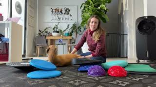 My favourite piece of balance equipment to use in canine rehabilitation
