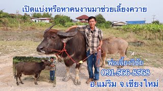 เปิดแบ่งควายงามหรือหาคนงานช่วยเลี้ยง 091-566-8568 พ่อเลี้ยงวิชัย อ.แม่ริม จ.เชียงใหม่