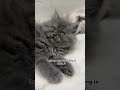 What’s popping in 2016 👽🥀 #catentertainment #cat #viral #kitten #shortsviral #shorts #catvideo