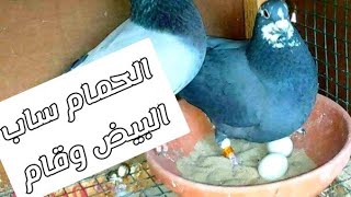الحمام عندى مش عاوز ينام على البيض  وساب البيض وقام من عليه ... مش عارف ايه السبب؟