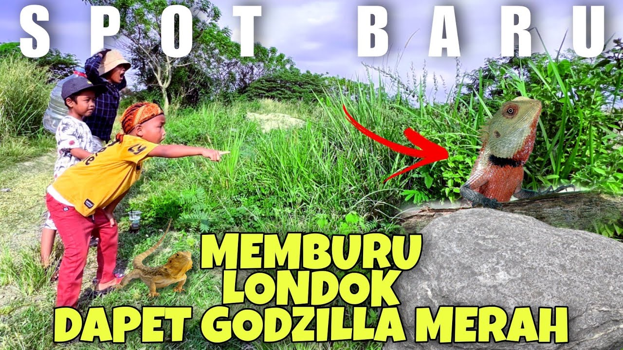 Akhirnya Dapet Godzilla Merah..!!! | Memburu bunglon londok di spot terbaru #bunglon #qiantv