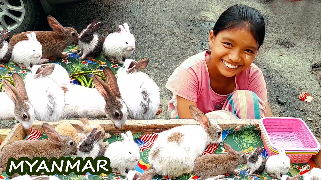 Rabbit Shops in Yangon Myanmar - YouTube