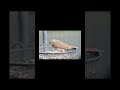 THRUSH Feeder Treats! - What to Feed Thrushes at the Feeder!