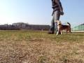 スーパービーグル プリン "Purin the Super Beagle " #17