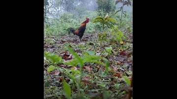 Bẫy gà  rừng. Mồi tơ lần đầu tập rừng và cái kết.           @baygarungthanhDong