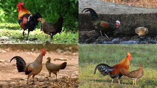 Exploring the Colorful World of Wild Chickens: Discovering Nature's Original Fowl