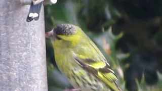 Siskin