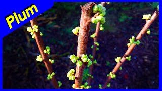 Burgundy Plum vs Santa Rosa Bud - Fruit Tree Flowers (PRODUCTION)