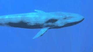 Curious Blue Whale says Hello