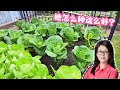 我家的菜瘋長! 施了什麼魔法? 6月種什麼蔬菜 What to grow in June