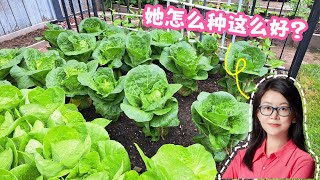 我家的菜瘋長! 施了什麼魔法? 6月種什麼蔬菜 What to grow in June